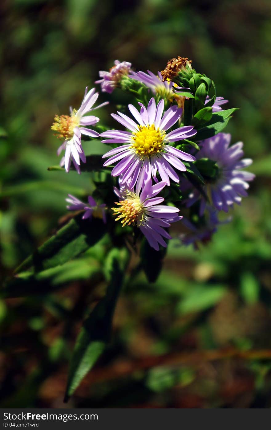 Autumn's lilac flower in a garden at a sunny day close-up. Autumn's lilac flower in a garden at a sunny day close-up