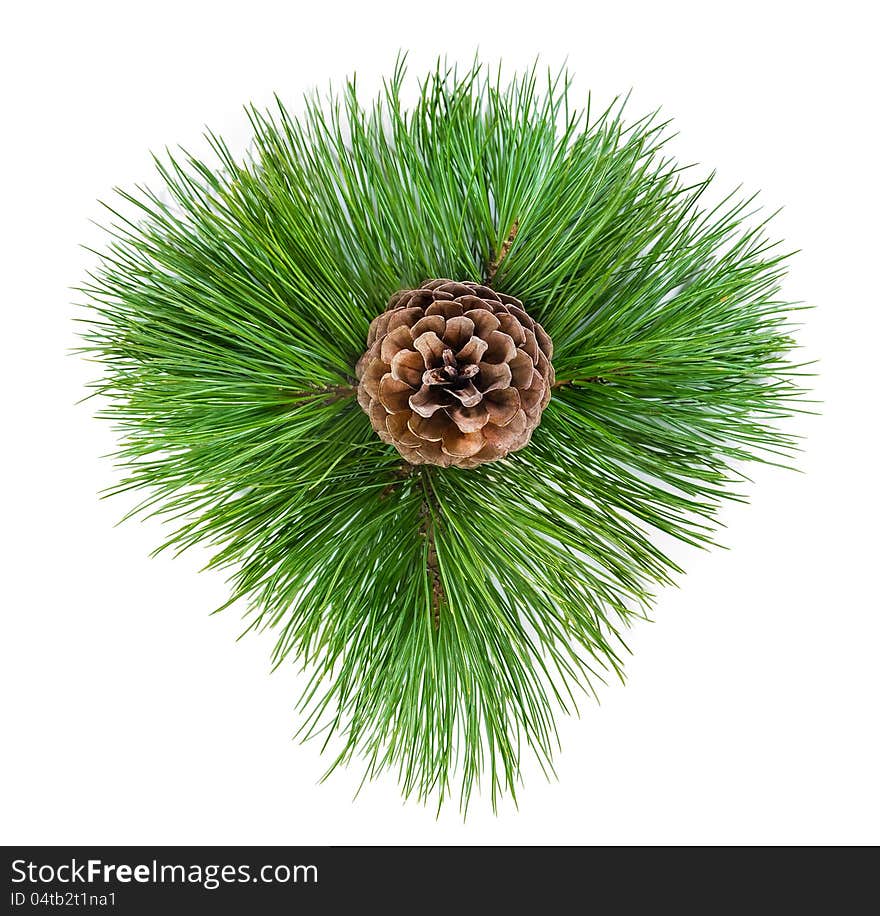 Coniferous branch with cone