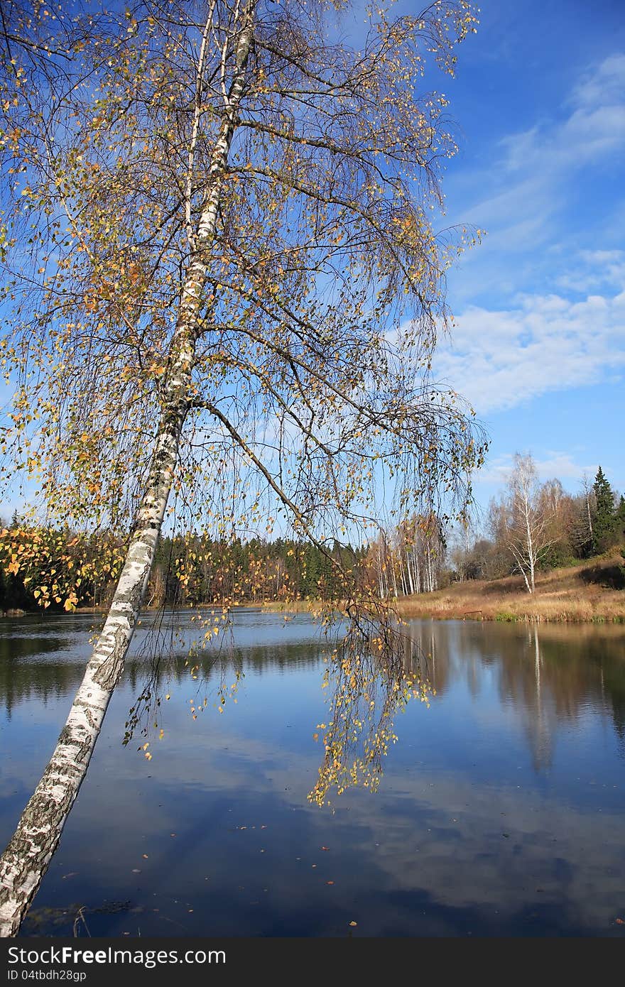 Autumn landscape. Birch with yellow leaves against blue sky and lake. Autumn landscape. Birch with yellow leaves against blue sky and lake