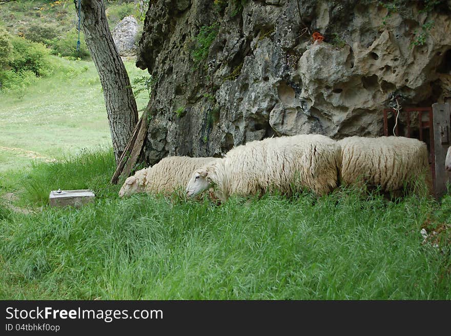 Sheeps in the countryside