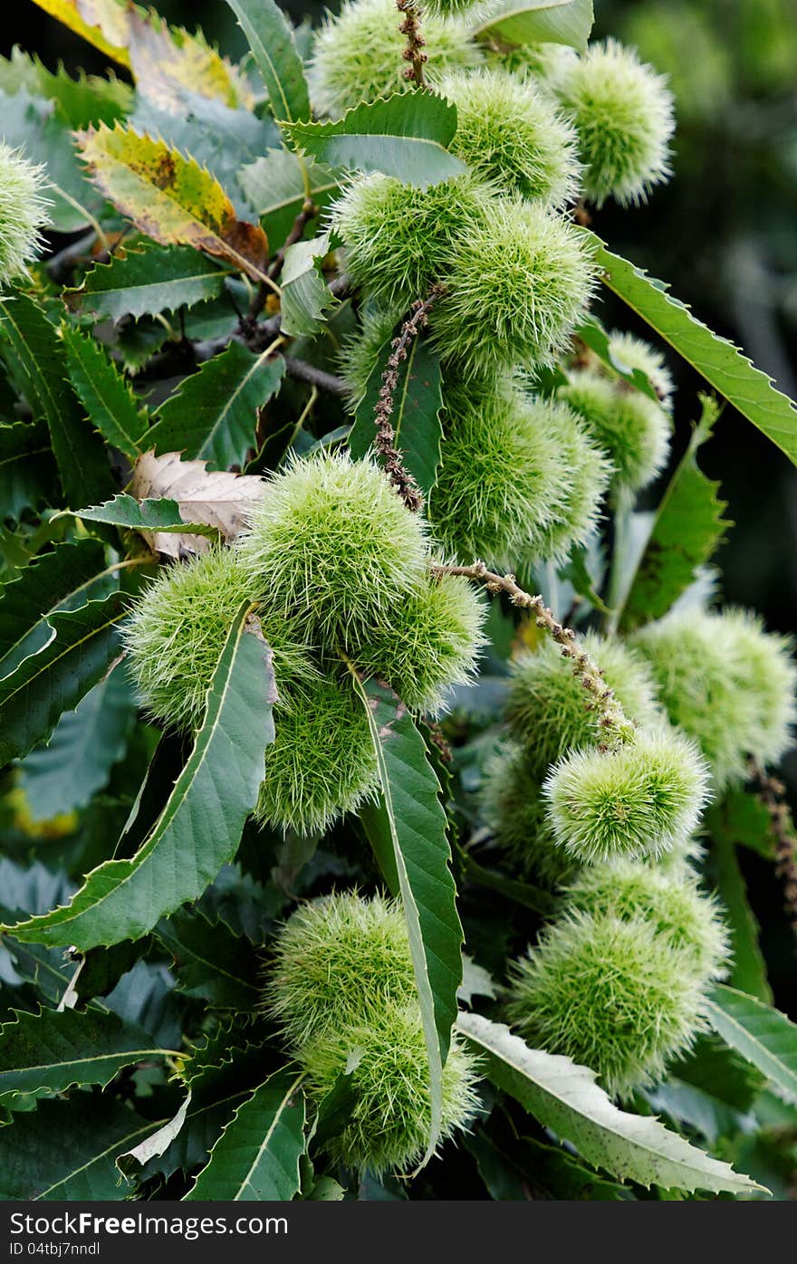 Horse Chesnut Tree Branch With Conkers