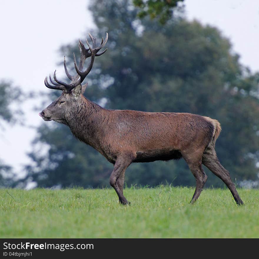 Male deer rut