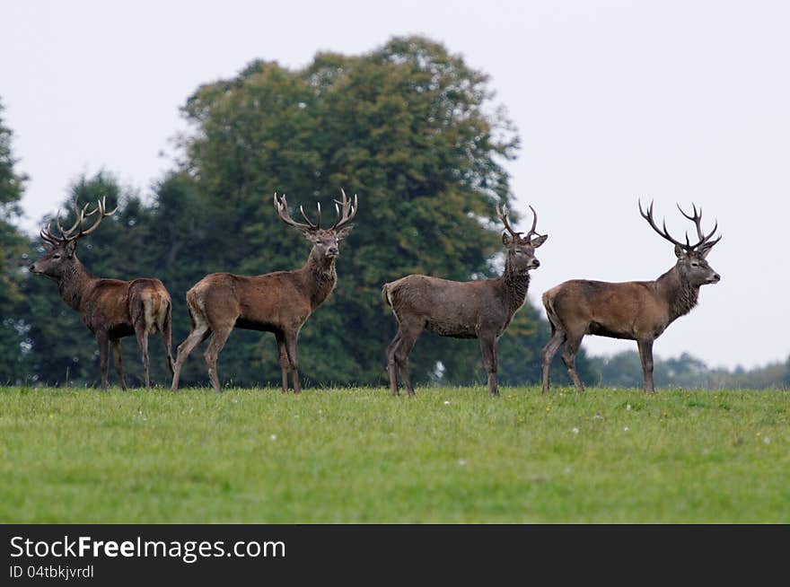 Deers rut in Autumn