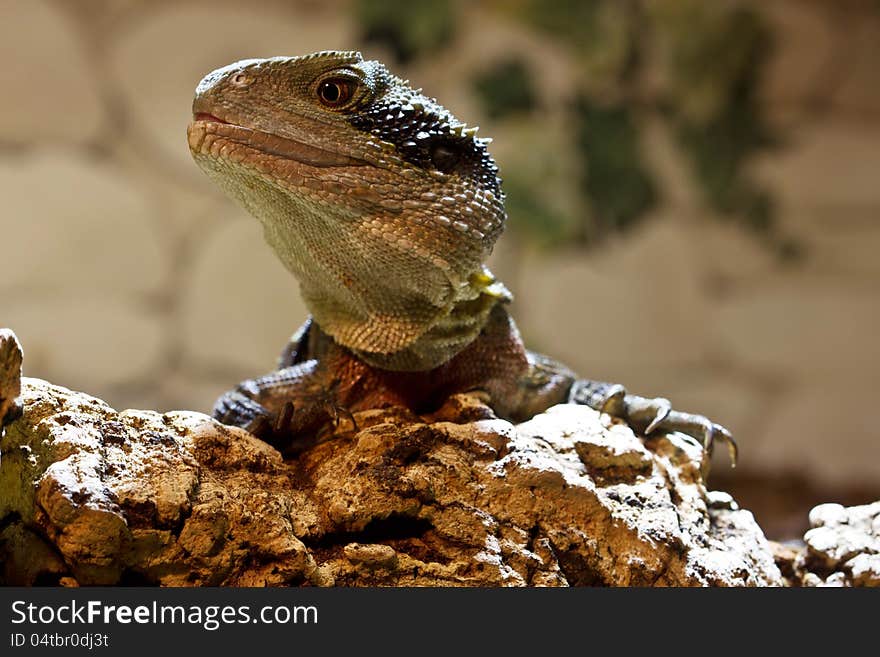 A water dragon observed exactly their environment. A water dragon observed exactly their environment.