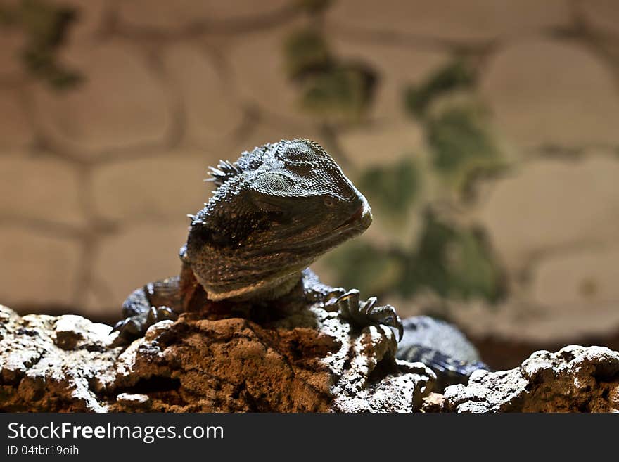 The water dragon tends the head to see what lies on the stone. The water dragon tends the head to see what lies on the stone.