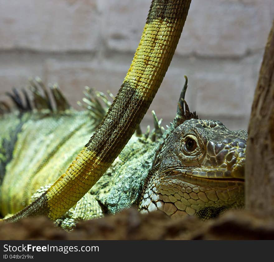 A green iguana is hiding under the tail of other iguana. They are eaten in some countries. It is called green chicken, because they resemble chicken. A famous dish is the sopa garrobo.