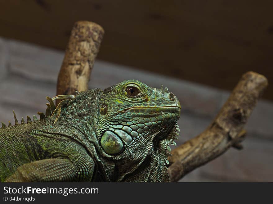 Green Iguana On The Tree