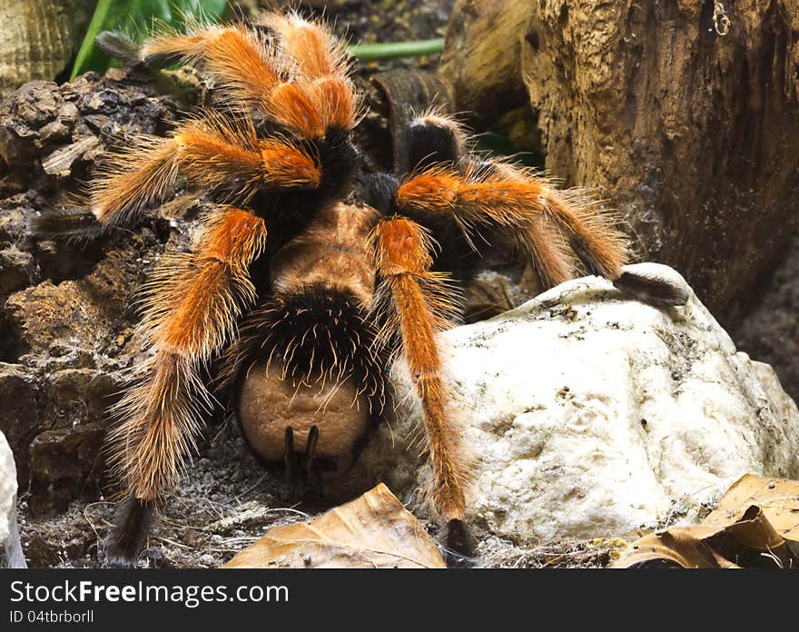 Orange-legged bird spider