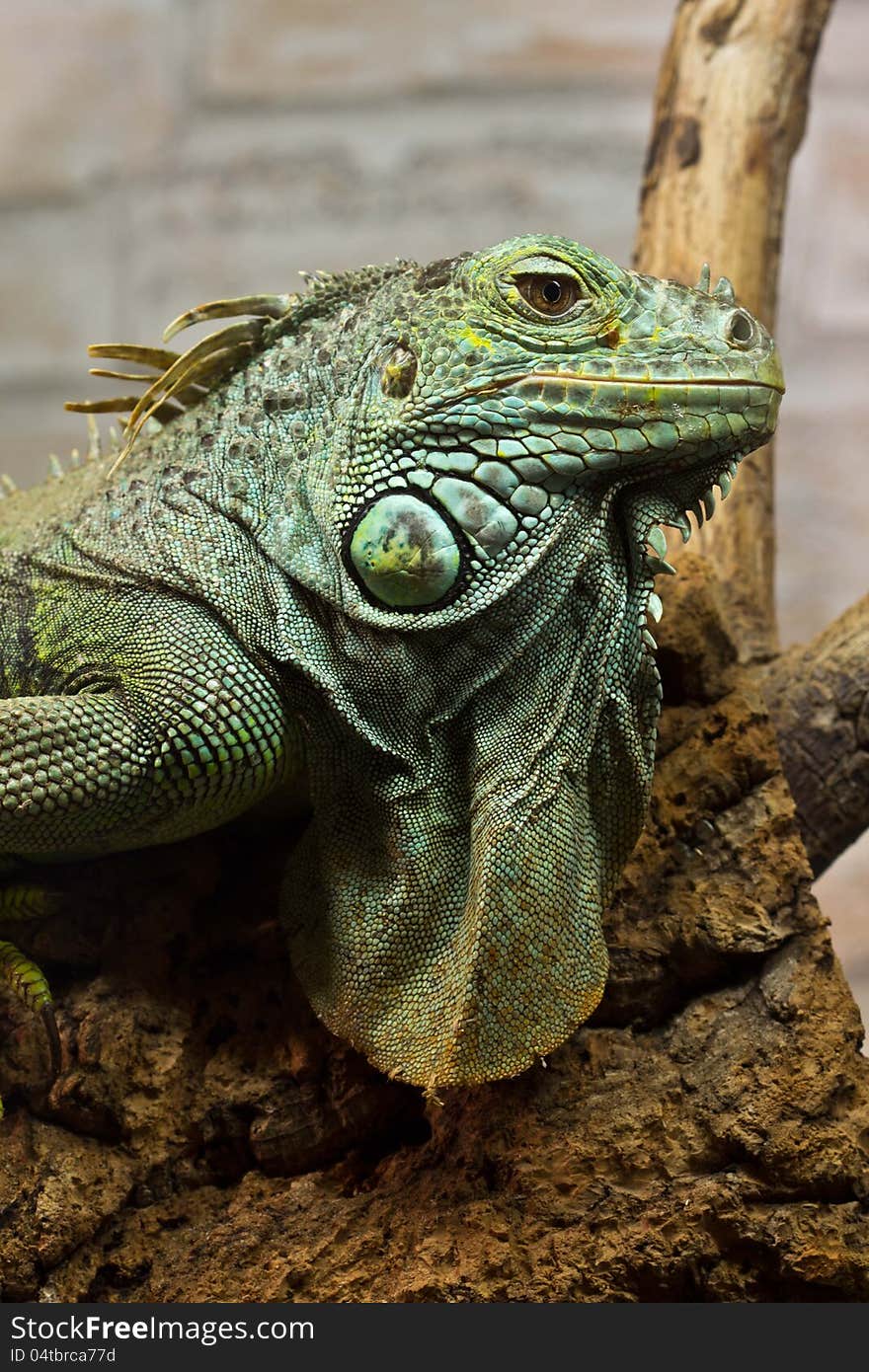 Green iguana on top of the tree