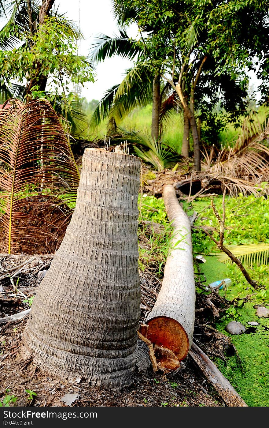 Dead coconut tree was cut before replacing with a young new one. Dead coconut tree was cut before replacing with a young new one.