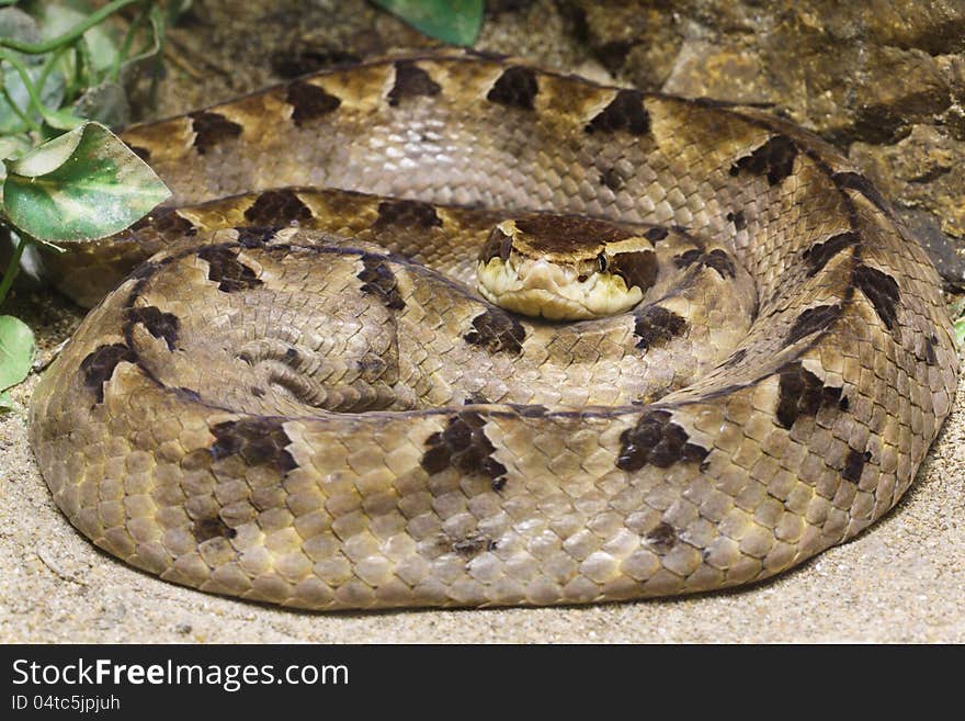 Closeup of Matayan Pit Viper