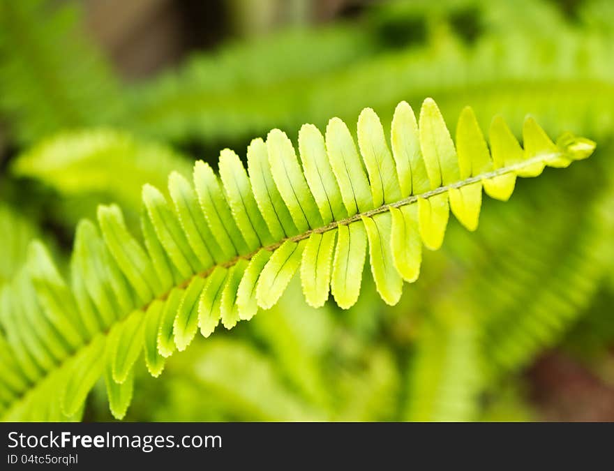 Fresh green fern leafs in the forest