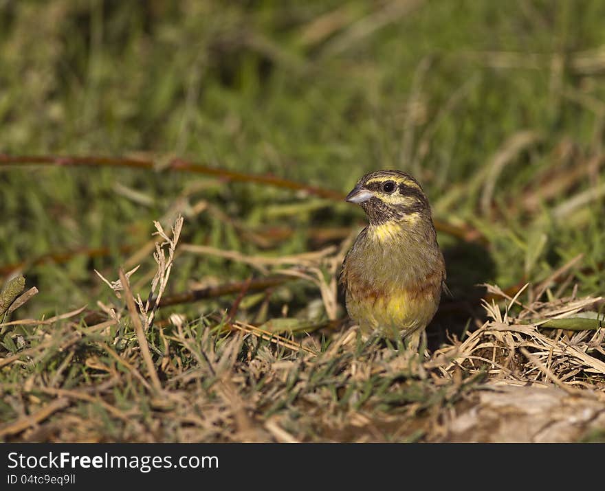 Cirl bunting in between the greens