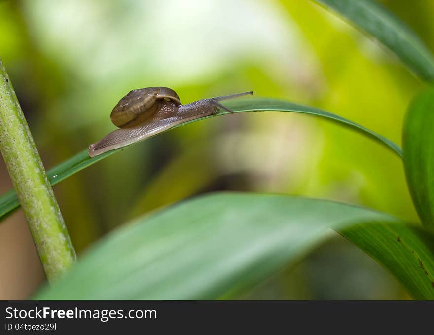 Snail On A Grass Leaf