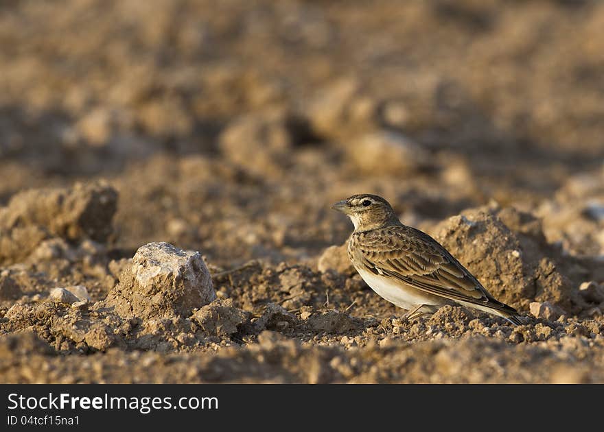 Calandra lark is searching for food