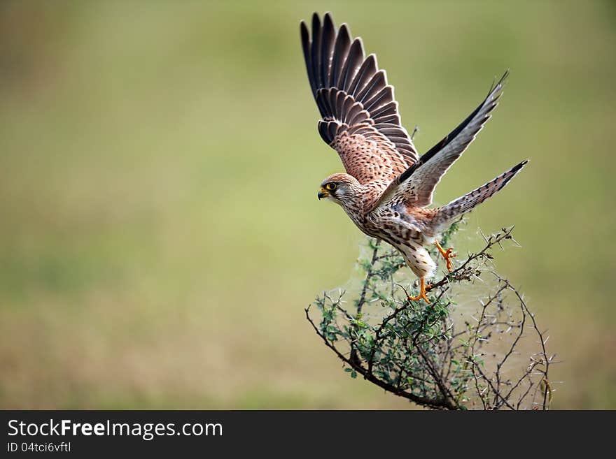 The Lesser Kestrel taking flight from a shrub. The Lesser Kestrel taking flight from a shrub