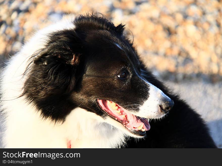 Image of a dog waiting patently for his master to come back