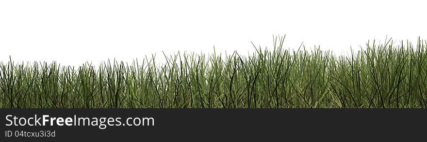 Green grass background