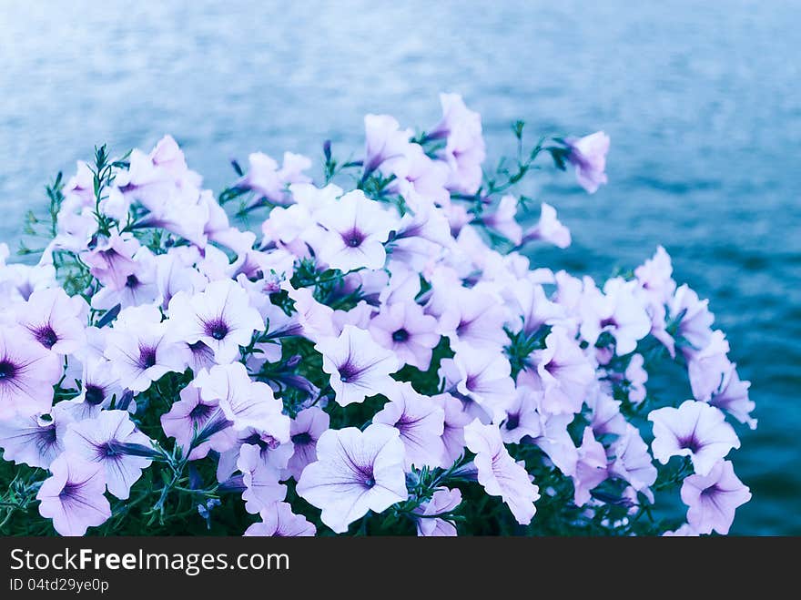 Purple-white flowers blossoming with the river background. Purple-white flowers blossoming with the river background