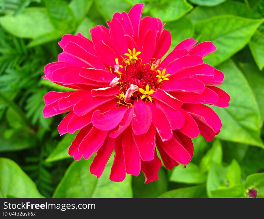 Unique red beautiful flower on green  background. Unique red beautiful flower on green  background