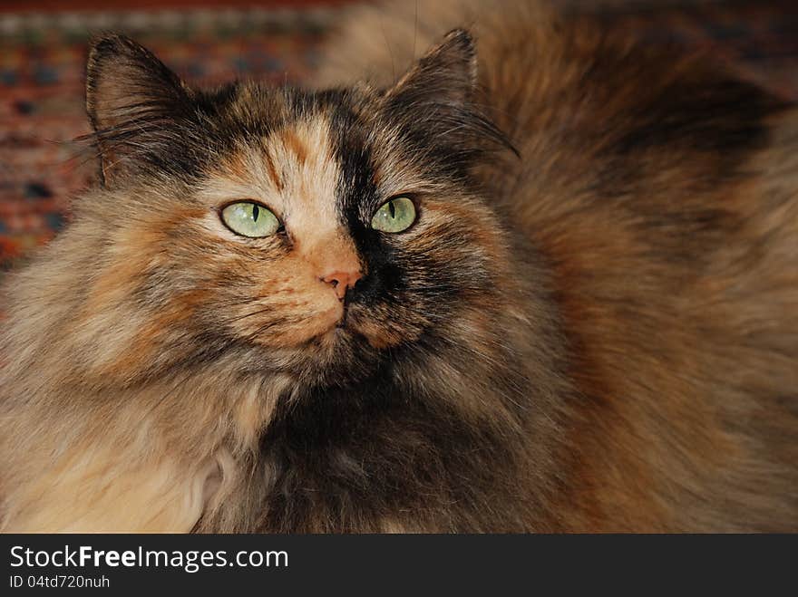 Close up of multicolored Siberian forest cat with green eyes