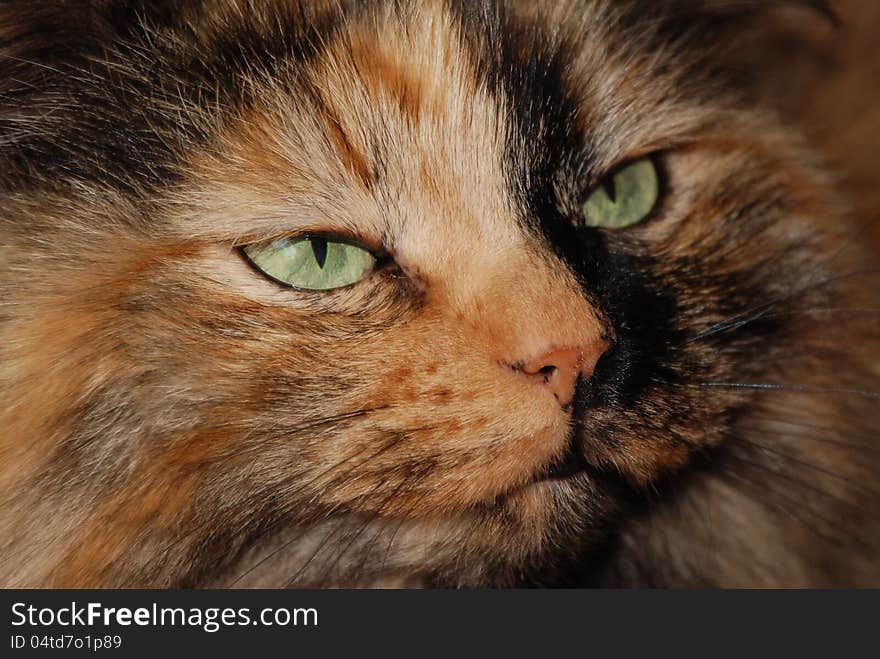 Close up of multicolored Siberian forest cat with green eyes. Close up of multicolored Siberian forest cat with green eyes