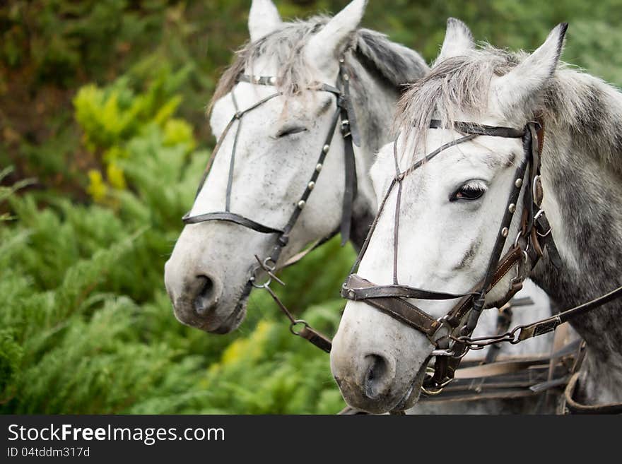 Beautiful Pair Of Matched Greys