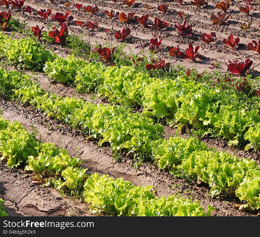 A plantation of lettuce.