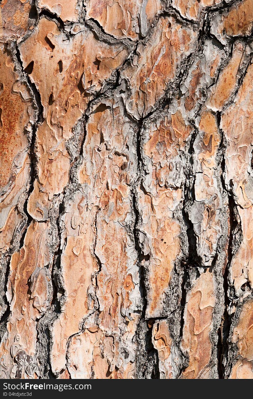 Pine Tree Bark Background