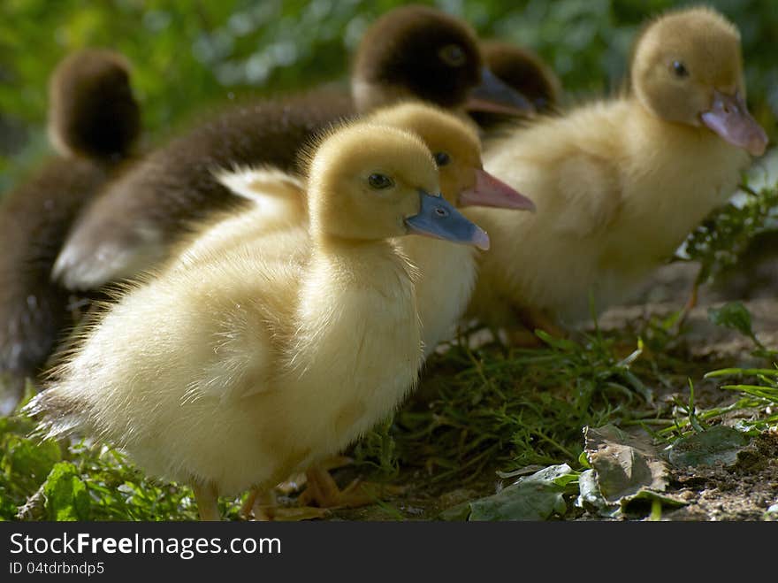 Family of baby ducks on the farm