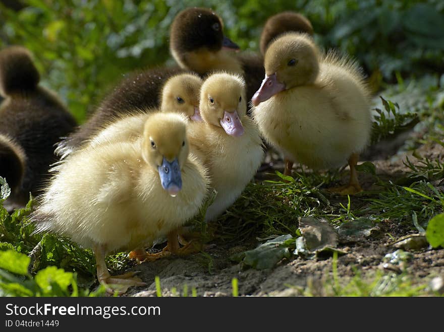 Family of baby ducks on the farm