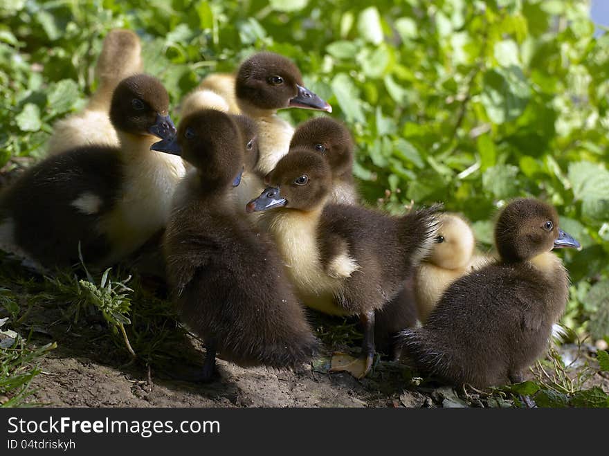 Family of baby ducks on the farm