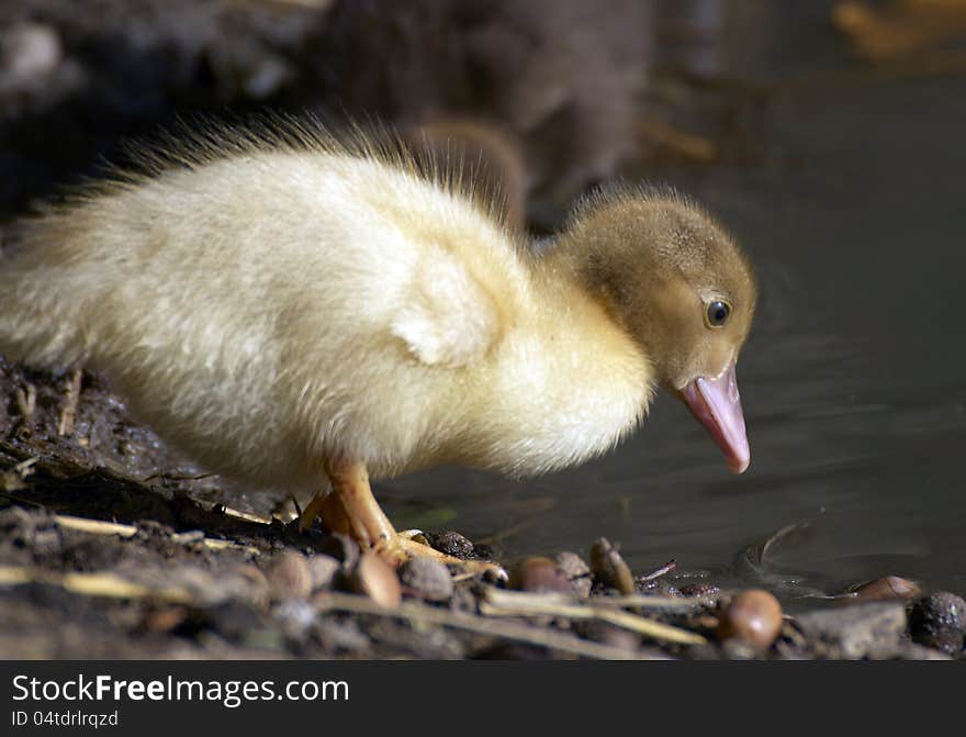 Portrait of baby duck on the farm