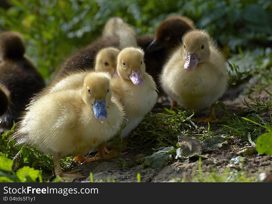 Family of baby ducks on the farm