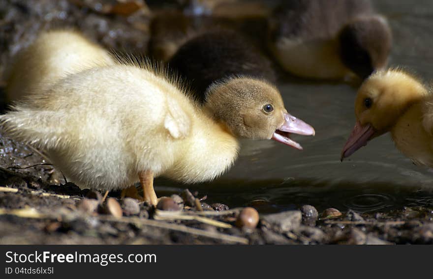 Portrait of baby duck on the farm