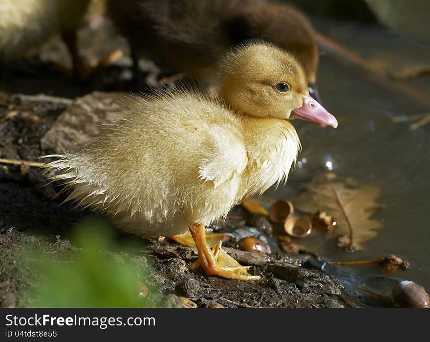 Portrait of baby duck on the farm