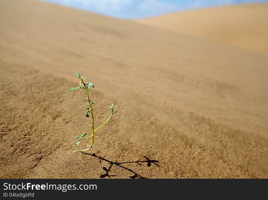 A small plant in Desert