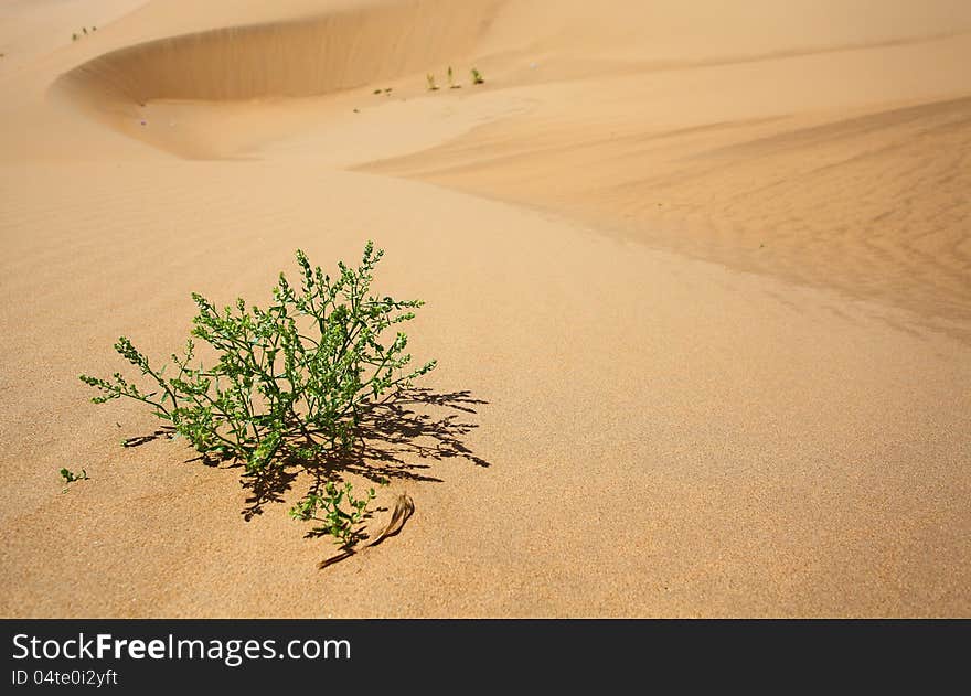 A Small Plant In Desert