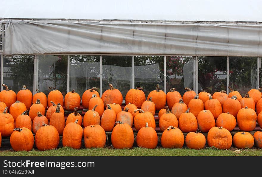 Picking pumpkins at the nursery