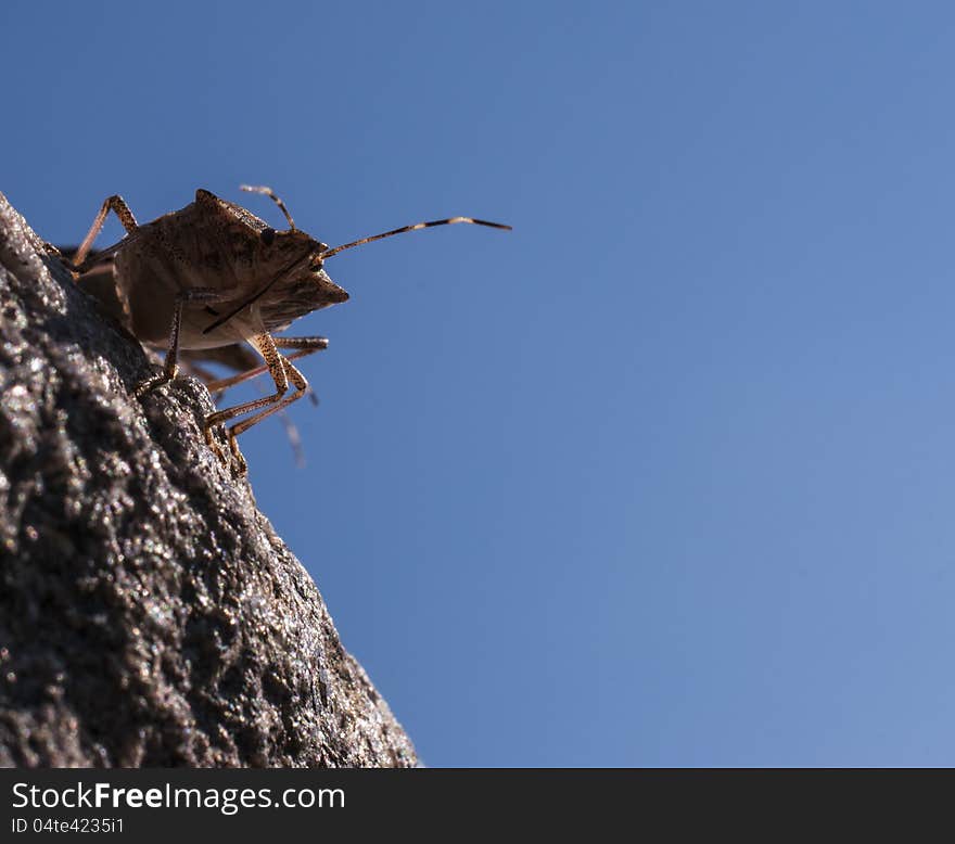 The invasive Brown-marmorated Stink Bug