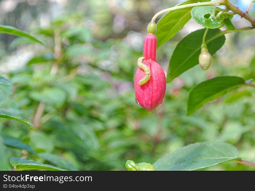 Caterpillar On Unbloom Red Flower