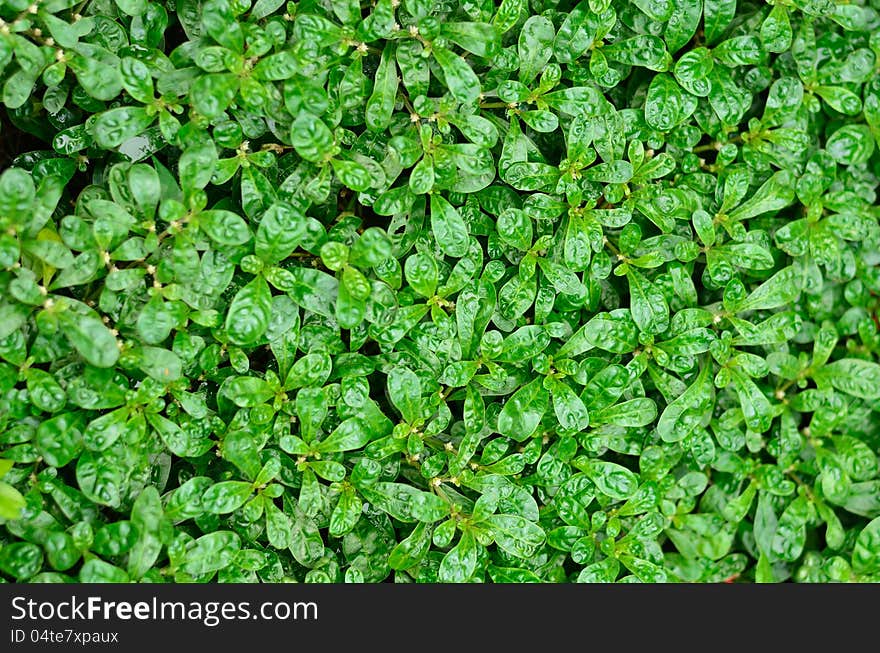 Green plant for web and printing background. Green plant for web and printing background