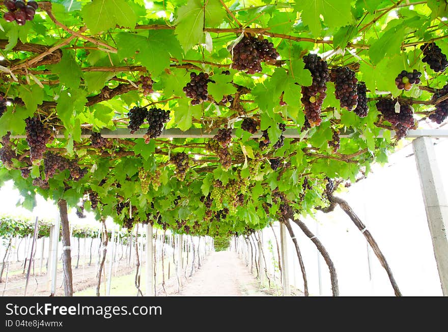 Red grapes with green leaves on the vine. fresh fruits. Red grapes with green leaves on the vine. fresh fruits