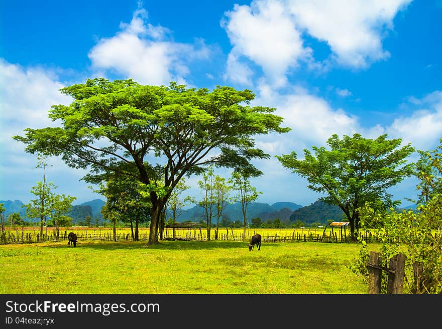 Two trees, two cows. Laos.