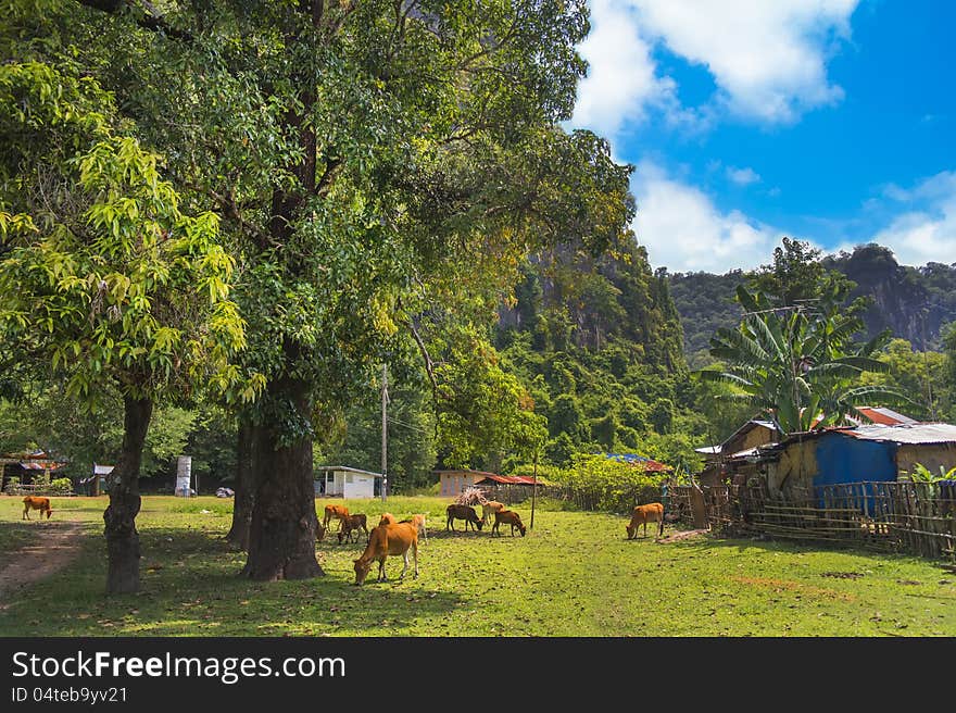 Village landscape. Near Tham Xang Cave. Laos.