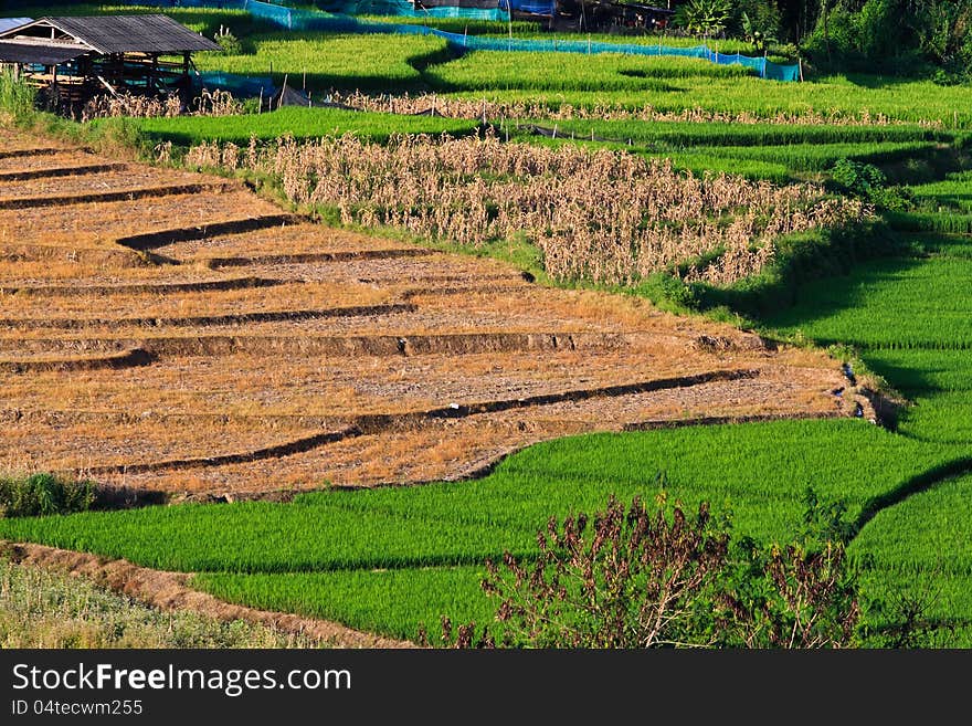 Terraced rice fields in northern Thailand