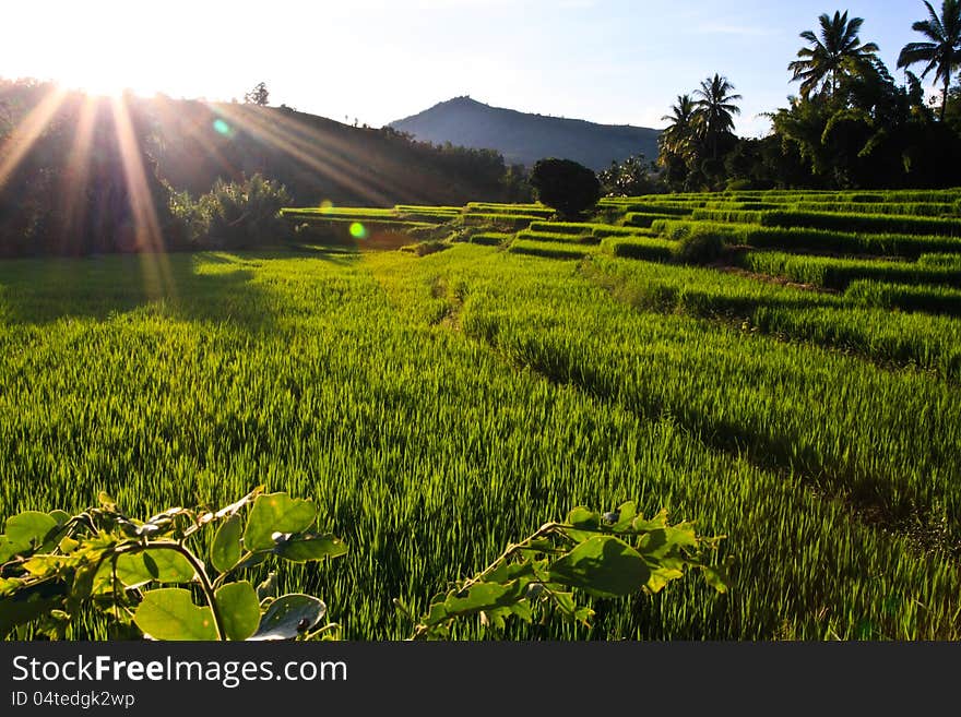 Terraced rice fields in northern Thailand