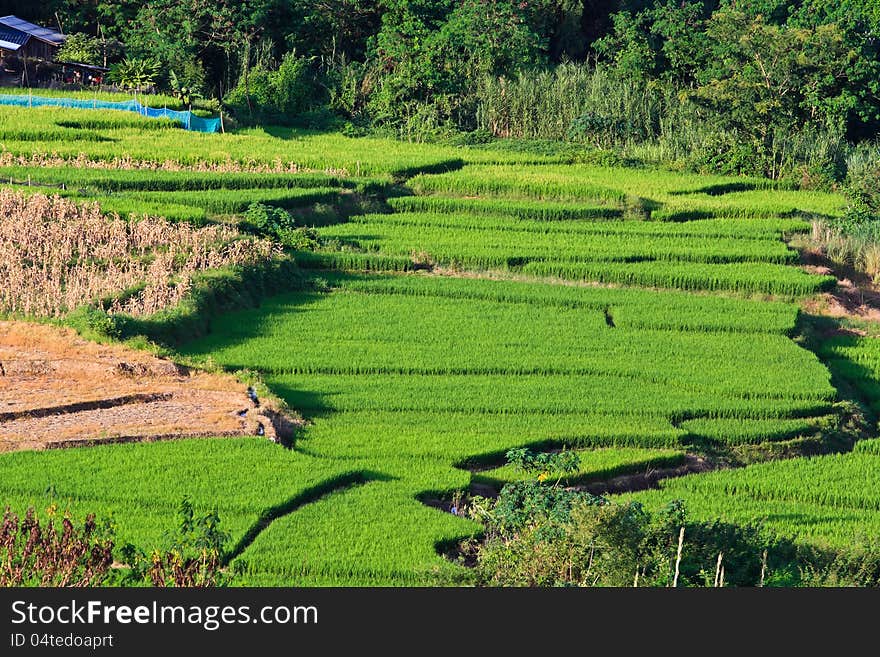 Terraced Rice Fields In Northern Thailand