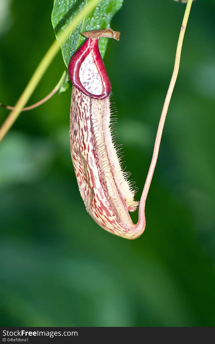 Nepenthe tropical carnivore plant