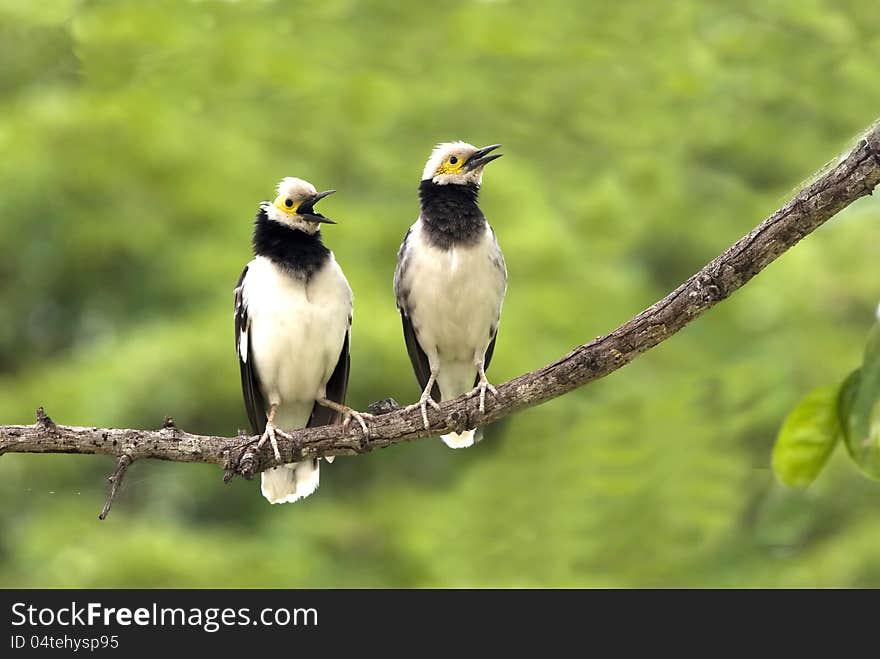 Black-collared Starling : Sturnus  Nigricollis